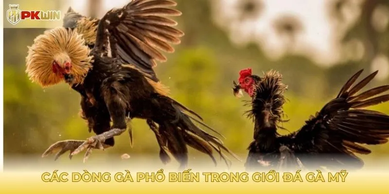 Các dòng gà phổ biến trong giới đá gà mỹ