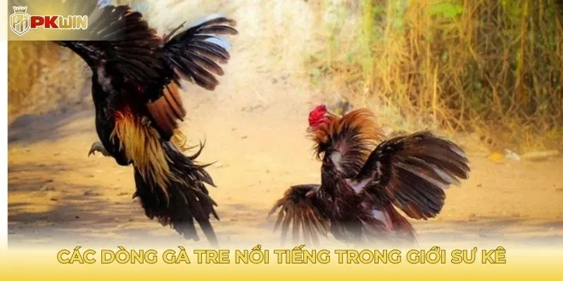 Các dòng gà tre nổi tiếng trong giới sư kê