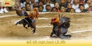 Đá gà cựa dao là gì?