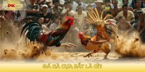 Đá gà cựa sắt là gì?
