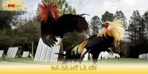 Đá gà mỹ là gì?