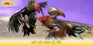 Đá gà tre là gì?