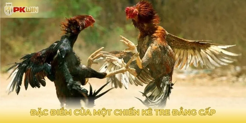 Đặc điểm của một chiến kê tre đẳng cấp