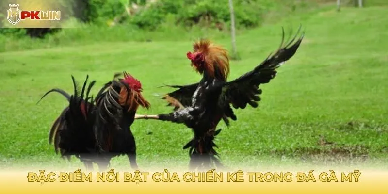 Đặc điểm nổi bật của chiến kê trong đá gà mỹ
