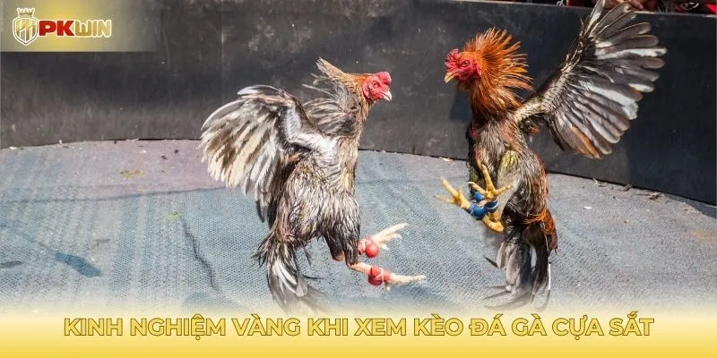 Kinh nghiệm vàng khi xem kèo đá gà cựa sắt