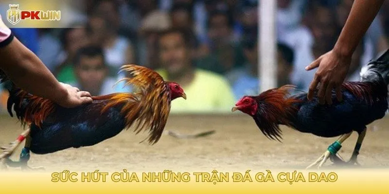Sức hút chết người của những trận đá gà cựa dao