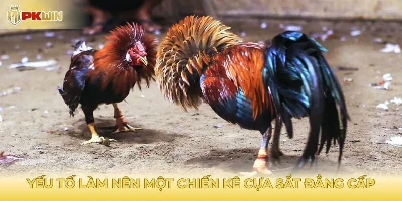 Yếu tố làm nên một chiến kê cựa sắt đẳng cấp